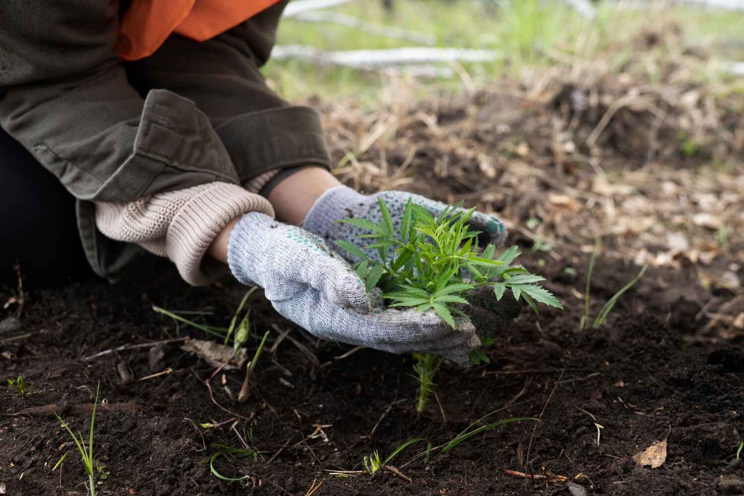 Best Emergency Tree Service  in Lake Clarke Shores, FL